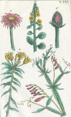 Bild Nr.2: 140-1777 (Wilhelm,G.T.).: (Botanik)