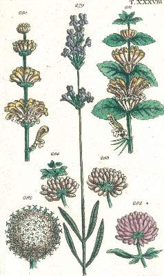 Bild Nr.3: 140-1777 (Wilhelm,G.T.).: (Botanik)