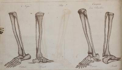 Bild Nr.2: 140-1781 White,C.: (Medizin, Anthropologie)