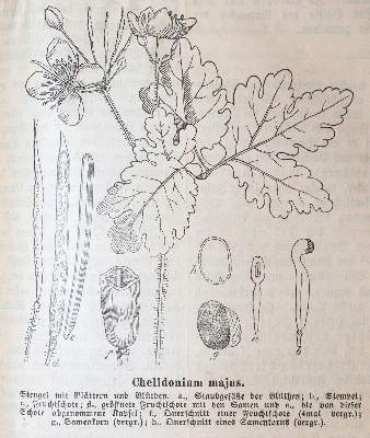 Bild Nr.2: 140-1817 Hahnemann,S.: (Medizin, Homöopathie)