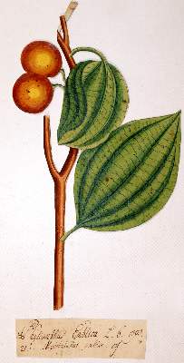 Bild Nr.2: 140-1846 Spielmann,J.R.: (Medizin, Pharmazie)