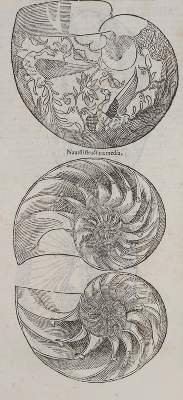 Bild Nr.2: 140-1883 Aldrovandi,U.: (Zoologie)