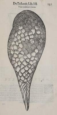 Bild Nr.3: 140-1883 Aldrovandi,U.: (Zoologie)