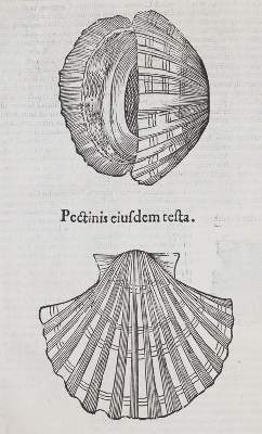 Bild Nr.4: 140-1883 Aldrovandi,U.: (Zoologie)