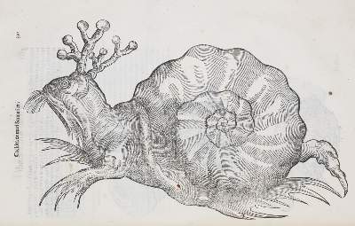 Bild Nr.5: 140-1883 Aldrovandi,U.: (Zoologie)