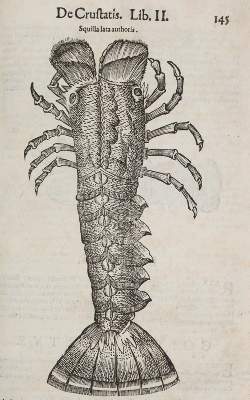 Bild Nr.6: 140-1883 Aldrovandi,U.: (Zoologie)
