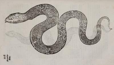 Bild Nr.3: 140-1884 Aldrovandi,U.: (Zoologie)