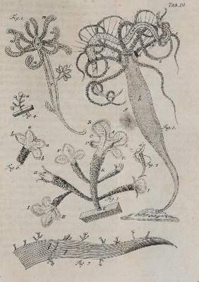 Bild Nr.4: 140-1887 Bonnet,C.: (Zoologie)