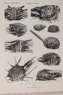 Bild Nr.2: 140-1892 Döderlein,L.: (Zoologie)