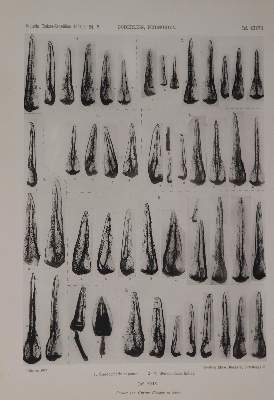Bild Nr.3: 140-1892 Döderlein,L.: (Zoologie)
