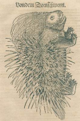 Bild Nr.2: 140-1895 Gesner,K.: (Zoologie)
