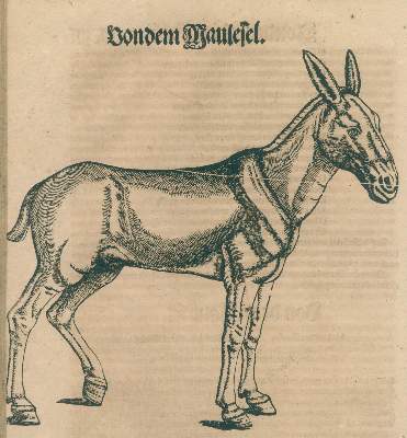 Bild Nr.3: 140-1895 Gesner,K.: (Zoologie)