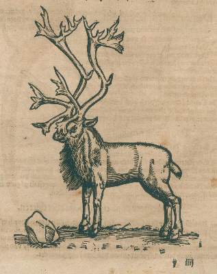 Bild Nr.4: 140-1895 Gesner,K.: (Zoologie)