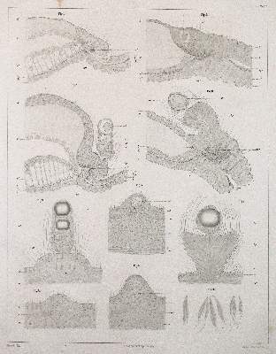 Bild Nr.2: 140-1896 Hertwig,O. u. R.Hertwig.: (Zoologie)