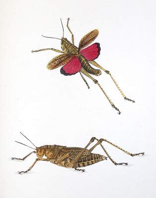 Bild Nr.6: 140-1897 Charpentier,T.v.: (Zoologie, Heuschrecken)