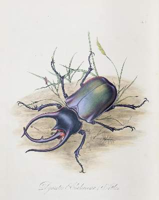 Bild Nr.1: 140-1900 Donovan,E.: (Zoologie, Insekten)