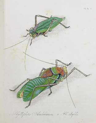 Bild Nr.2: 140-1900 Donovan,E.: (Zoologie, Insekten)