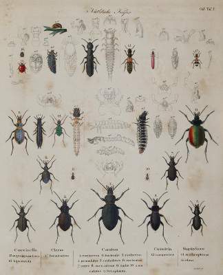 Bild Nr.2: 140-1903 Ratzeburg,J.T.C.: (Zoologie, Insekten)