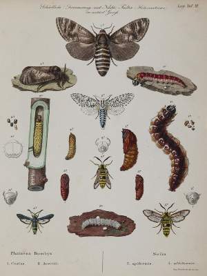 Bild Nr.3: 140-1903 Ratzeburg,J.T.C.: (Zoologie, Insekten)
