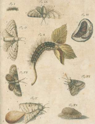 Bild Nr.5: 140-1904 Schäffer,J.C.: (Zoologie, Insekten)