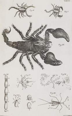 Bild Nr.2: 140-1905 Swammerdamm,J.: (Zoologie, Insekten)