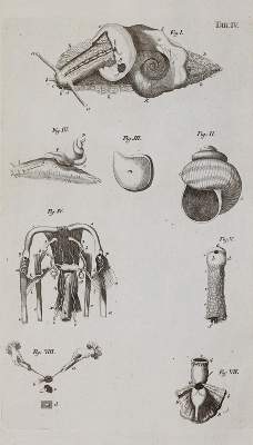 Bild Nr.3: 140-1905 Swammerdamm,J.: (Zoologie, Insekten)
