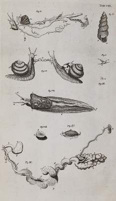 Bild Nr.4: 140-1905 Swammerdamm,J.: (Zoologie, Insekten)