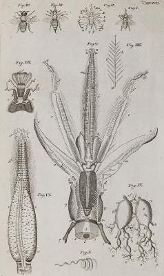 Bild Nr.5: 140-1905 Swammerdamm,J.: (Zoologie, Insekten)