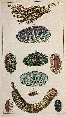 Bild Nr.1: 140-1906 (Wilhelm,G.T.).: (Zoologie, Insekten)