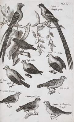 Bild Nr.1: 140-1907 Jonston,J.: (Zoologie)