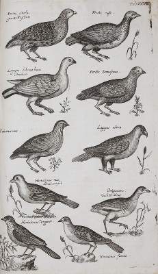 Bild Nr.2: 140-1907 Jonston,J.: (Zoologie)