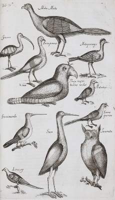 Bild Nr.3: 140-1907 Jonston,J.: (Zoologie)