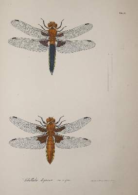 Bild Nr.2: 140-1909 Charpentier,T.v.: (Zoologie, Libellen)