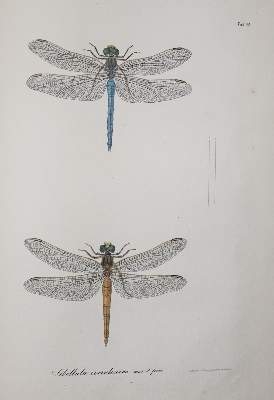 Bild Nr.3: 140-1909 Charpentier,T.v.: (Zoologie, Libellen)