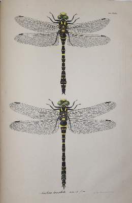 Bild Nr.4: 140-1909 Charpentier,T.v.: (Zoologie, Libellen)