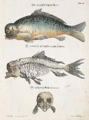 Bild Nr.3: 140-1911 Meyer,J.D.: (Zoologie)