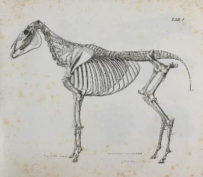 Bild Nr.1: 140-1913 Gurlt,(E.F.).: (Zoologie, Pferde)
