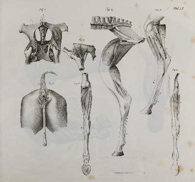 Bild Nr.2: 140-1913 Gurlt,(E.F.).: (Zoologie, Pferde)