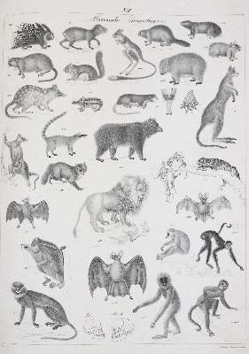 Bild Nr.1: 140-1917 Roßmäßler,E.A.: (Zoologie)