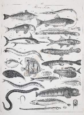 Bild Nr.2: 140-1917 Roßmäßler,E.A.: (Zoologie)