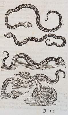 Bild Nr.3: 140-1919 Geßner,C.: (Zoologie, Schlangen)