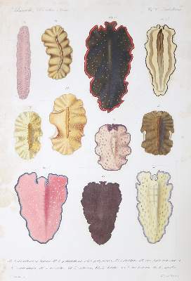 Bild Nr.1: 140-1920 Schmarda,L.K.: (Zoologie)