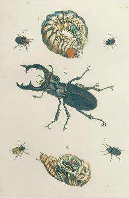 Bild Nr.1: 140-1921 Bergsträßer,J.A.B.: (Zoologie, Schmetterlinge)