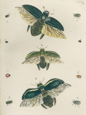 Bild Nr.2: 140-1921 Bergsträßer,J.A.B.: (Zoologie, Schmetterlinge)
