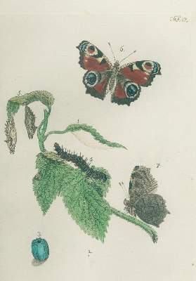 Bild Nr.3: 140-1921 Bergsträßer,J.A.B.: (Zoologie, Schmetterlinge)