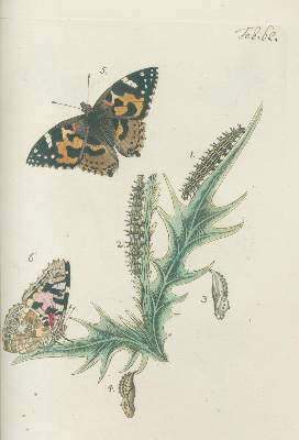 Bild Nr.4: 140-1921 Bergsträßer,J.A.B.: (Zoologie, Schmetterlinge)