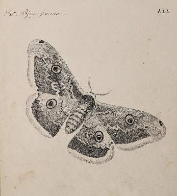 Bild Nr.1: 140-1922 Meigen,J.W.: (Zoologie, Schmetterlinge)
