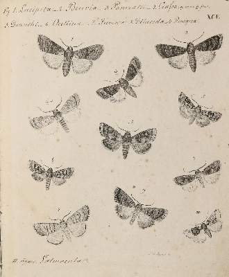 Bild Nr.2: 140-1922 Meigen,J.W.: (Zoologie, Schmetterlinge)