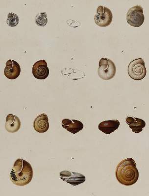 Bild Nr.1: 140-1924 Ferussac,J.B.L.d'Audebard de u. G.P.Deshayes.: (Zoologie, Schnecken)