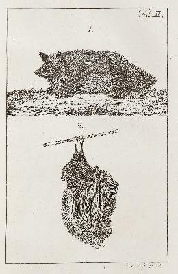 Bild Nr.2: 140-1927 Bechstein,J.M.: (Zoologie, Vögel)